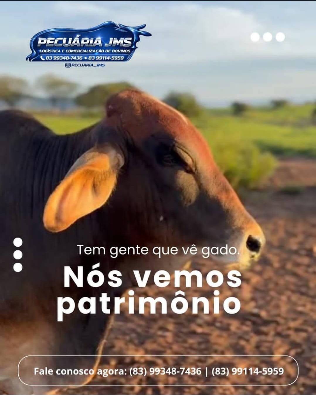 Gado no campo - Pecuária JMS