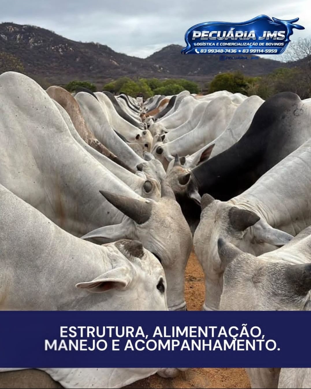 Manejo de bovinos